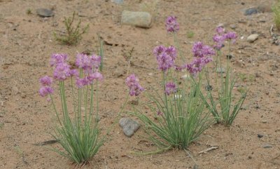 ​沙葱也叫蒙古韭，它是一种什么样的植物