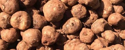 ​魔芋市场价多少一斤，1亩魔芋种植利润分析