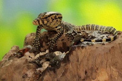 ​蛇的寿命之谜：探索爬行动物的生命周期