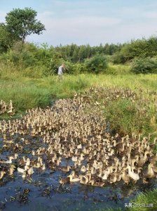 ​怎样养好鸭，经验全部告诉你