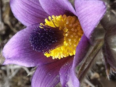 ​白头翁花背信之恋，才智知性单薄的爱