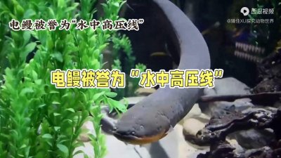 ​电鳗：放电能力最强的淡水鱼类，被誉为＂水中高压线＂