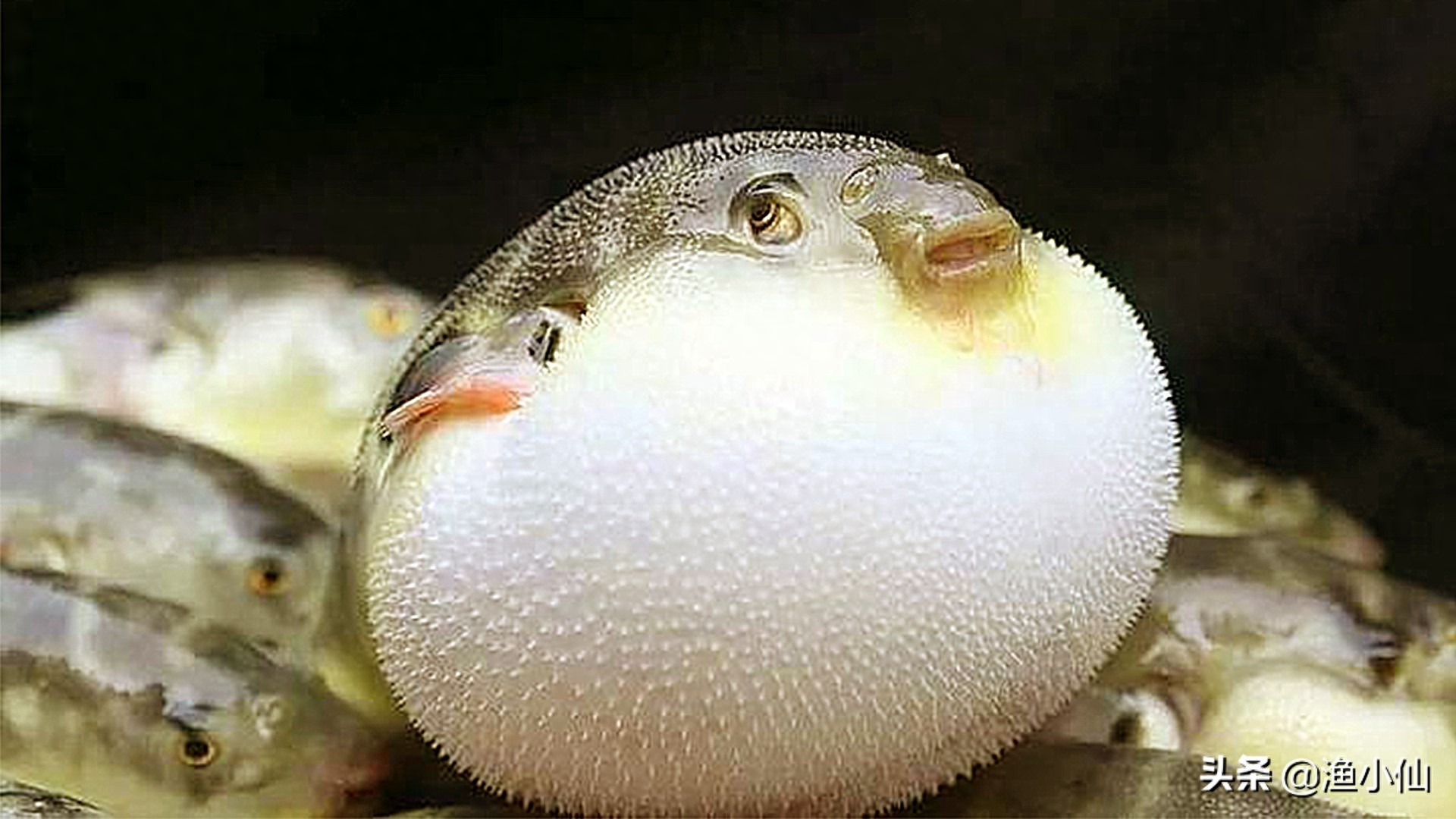剧毒的美味，集致命与可爱于一身的河鲀，一般人不敢吃它