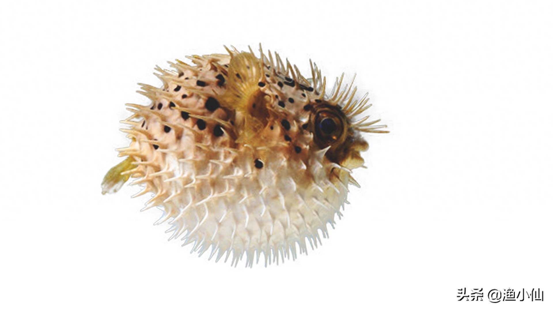 剧毒的美味，集致命与可爱于一身的河鲀，一般人不敢吃它