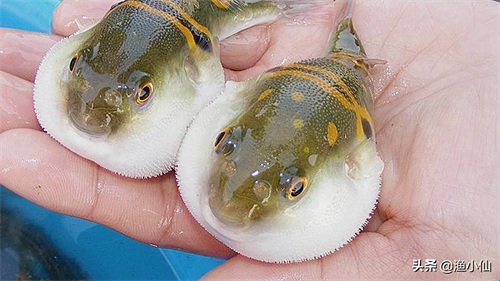 剧毒的美味，集致命与可爱于一身的河鲀，一般人不敢吃它