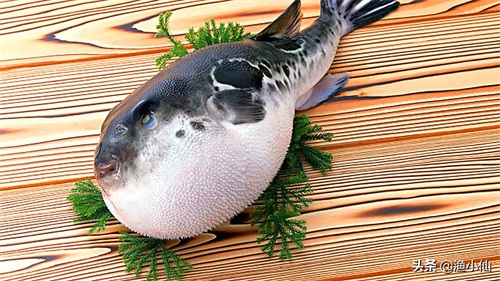 剧毒的美味，集致命与可爱于一身的河鲀，一般人不敢吃它