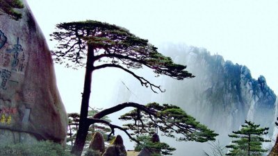 ​安徽化工利润之谜：营收3700亿如何炼成200亿高含金量？