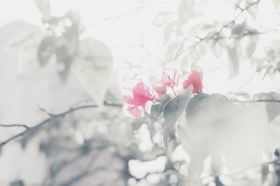 ​诗歌手法概谈：“对比”与“衬托”——从描写的角度看二者的异同