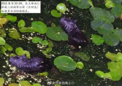 ​此地发现外来物种，块头比老鼠大几倍……