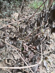 ​家中美食之洋芋头