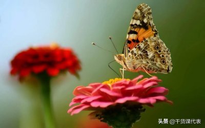 ​关于“昆虫”的英语单词