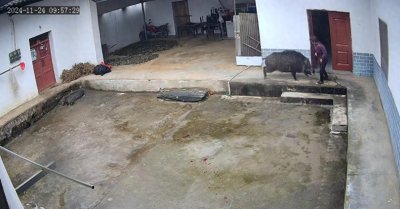 ​一场失控的野猪追捕，害死独居老人