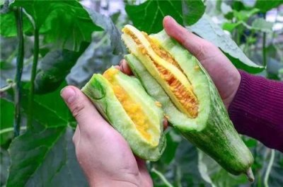 ​“羊角蜜”和“羊角脆”怎么区分？只需牢记这1点，保证不再被骗