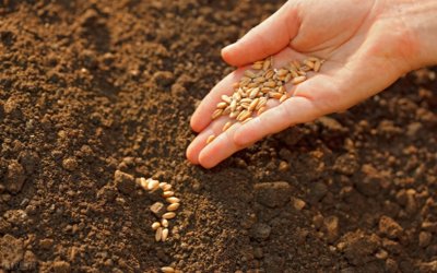 ​农村俗语“白露早，寒露迟，秋分种麦正当时”啥意思？有没有道理