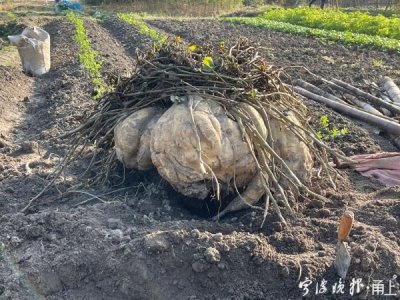 ​108斤！鄞州农民种出一头“超级大番薯”