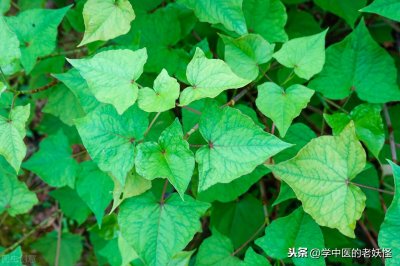 ​中药里的“开金锁”——金荞麦