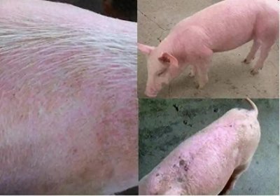 ​猪生长缓慢，持续高热伴有厌食，很可能是猪附红细胞体引发的疾病