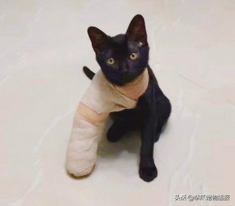 ​萌化了！当小宠物们被打上石膏后，都是些什么神仙小可爱