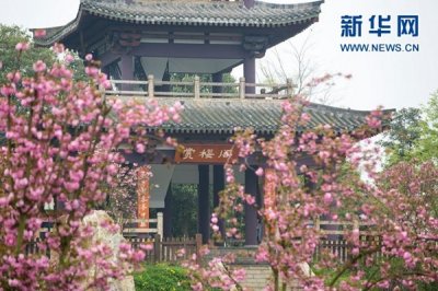 ​免费入园！成都青白江凤凰湖畔樱花正值盛花期
