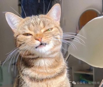 ​不只是装饰，猫的胡须还有这些重要作用，千万不要剪掉