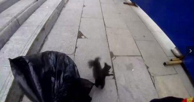 ​淘气黑松鼠“大闹”候车室，被捉后还咬破了袋子