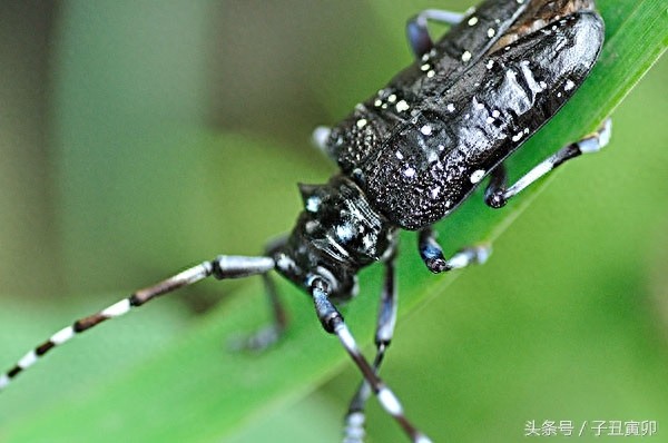 昆虫图集:天牛