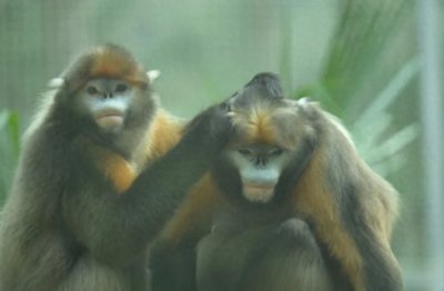 ​相约梵净山·黔金丝猴邀您过新年