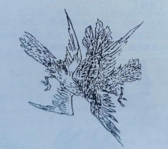 ​灵魂的引导者——鸱鸟