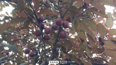 ​城管提醒：红叶李果子不能吃 别摘