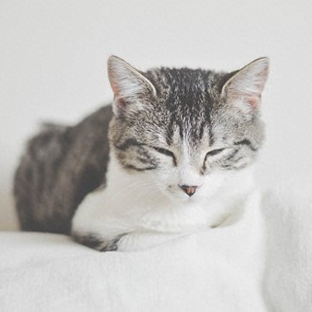 个性猫咪头像,一半高冷一半萌