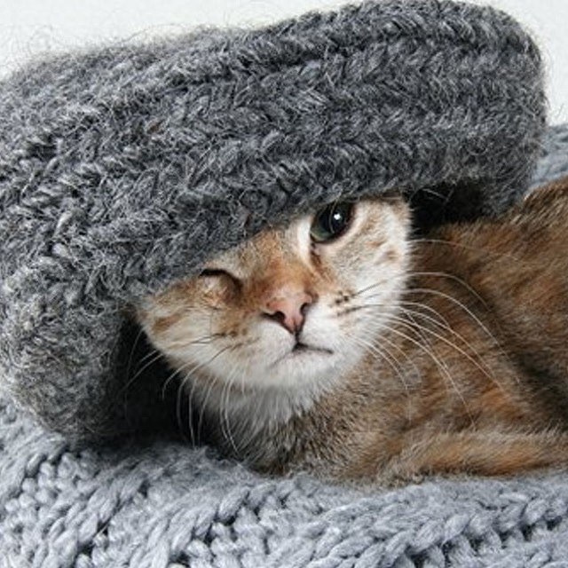 个性猫咪头像,一半高冷一半萌