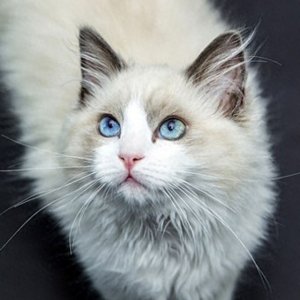 ​个性猫咪头像，一半高冷一半萌