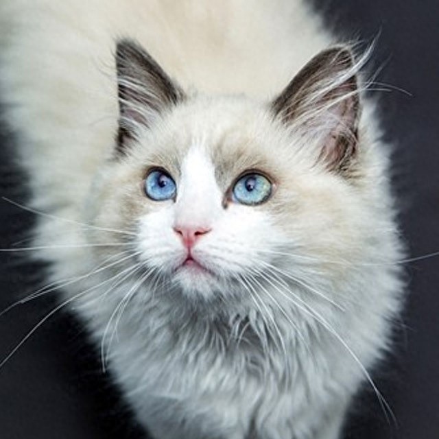 个性猫咪头像,一半高冷一半萌