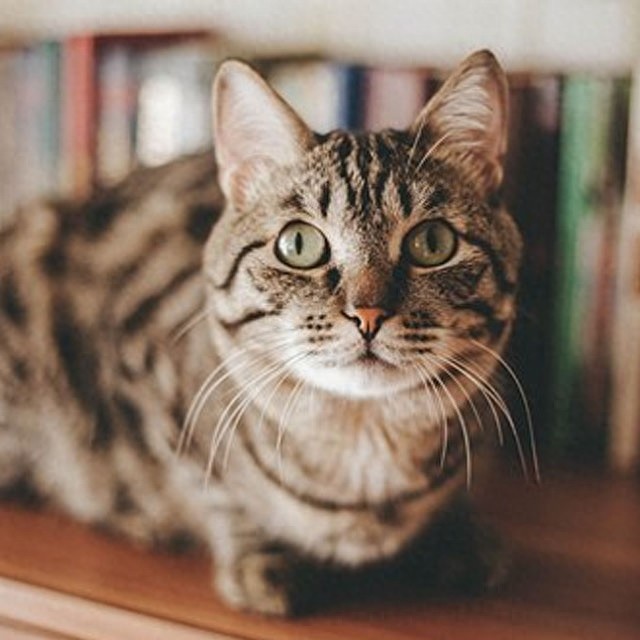 个性猫咪头像,一半高冷一半萌