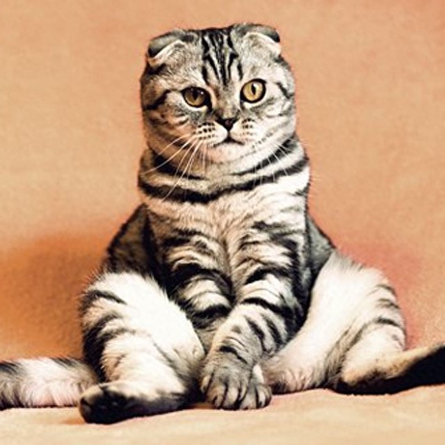 个性猫咪头像,一半高冷一半萌