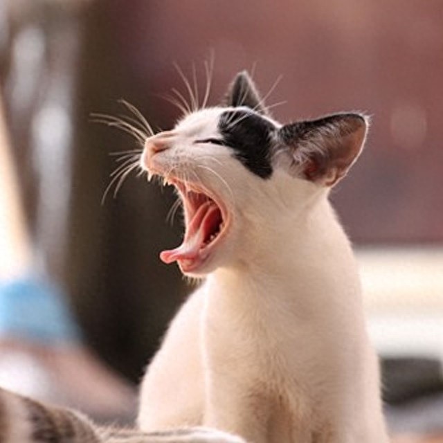 个性猫咪头像,一半高冷一半萌