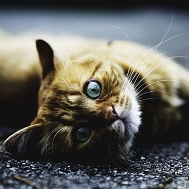 个性猫咪头像,一半高冷一半萌