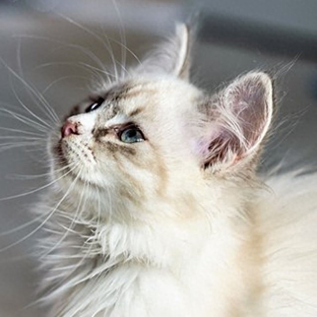 个性猫咪头像,一半高冷一半萌