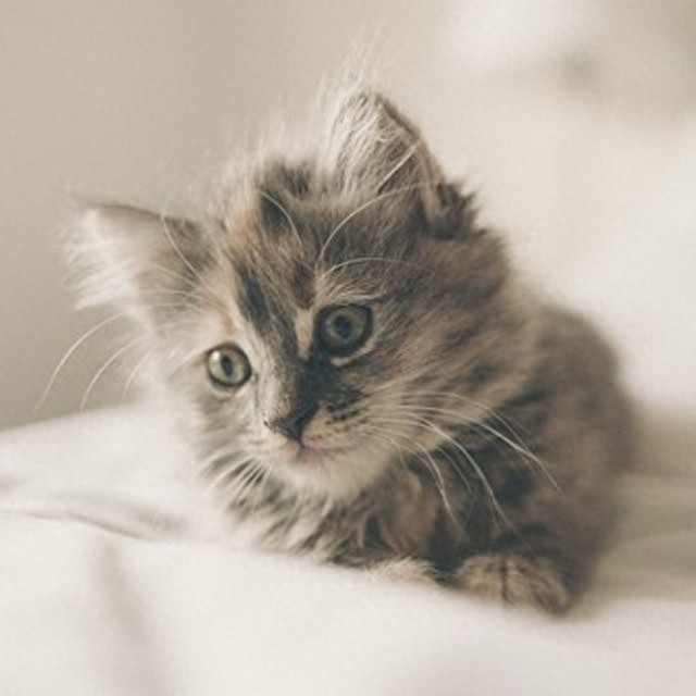 个性猫咪头像,一半高冷一半萌