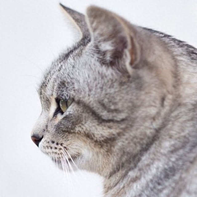 个性猫咪头像,一半高冷一半萌