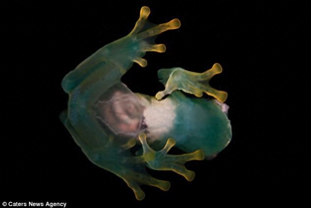 摄影师拍到的玻璃蛙