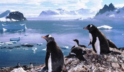 ​地球史上最大的企鹅：身高不亚于人类，体重达150公斤