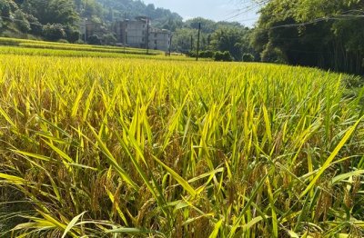 潮流女生游戏网名大全(557个)