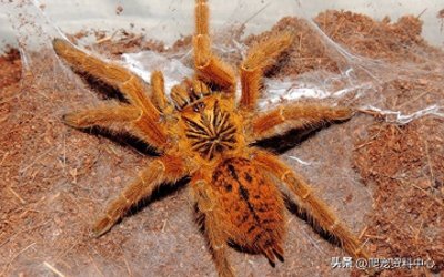 ​捕鸟蛛资料中心——非洲烈阳橙巴布