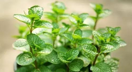 【尚汤科普】三国:长坂坡上张飞一声怒吼吓死夏侯杰,真相是?