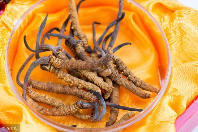 冬虫夏草对癌症有帮助吗(冬虫夏草不能治疗癌症)(1)