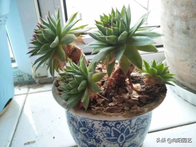 ​养护花草的小技巧，解决养花难题，出现问题及时应对，养花更简单