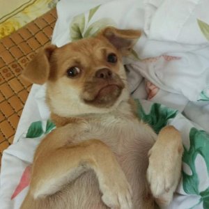 ​中华田园犬多少钱（中华田园犬好养吗）