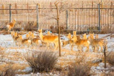 ​黄羊是几级保护动物（黄羊属于国家几级保护动物）