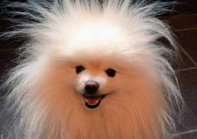 ​萨摩耶幼犬喂养经验